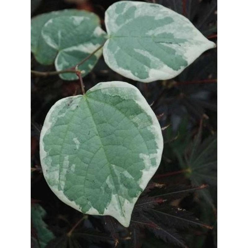 Cercis Canadensis 'alley Cat' Single Stem - View 29 from www redcrocus com