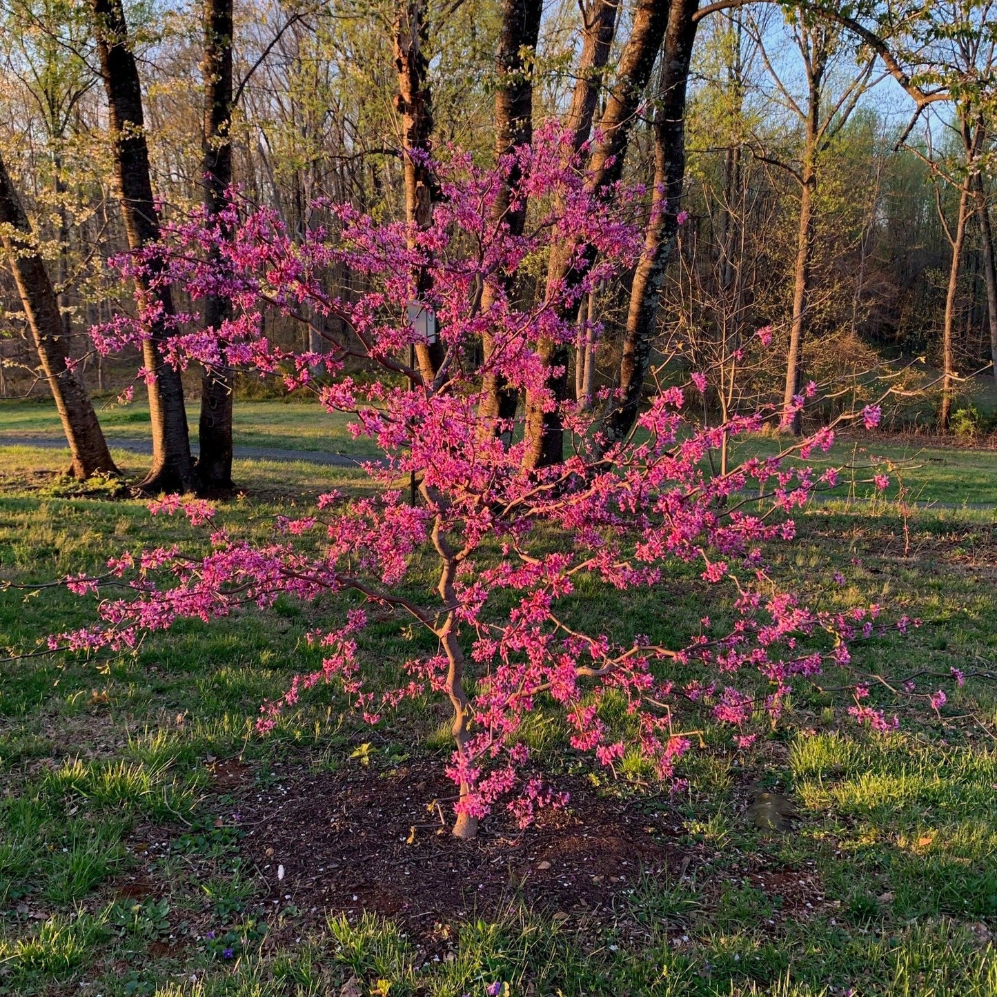 Cercis Canadensis 'alley Cat' Single Stem - View 30 from www redcrocus com