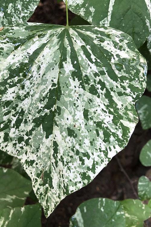 Cercis Canadensis 'alley Cat' Single Stem - View 3 from www redcrocus com