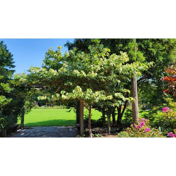 Cercis Canadensis 'alley Cat' Single Stem - View 4 from www redcrocus com