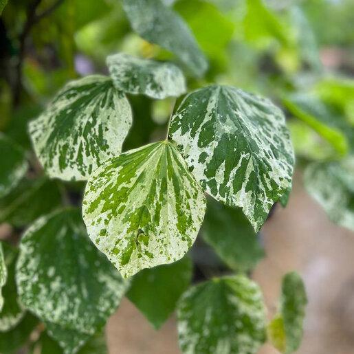 Cercis Canadensis 'alley Cat' Single Stem - View 5 from www redcrocus com