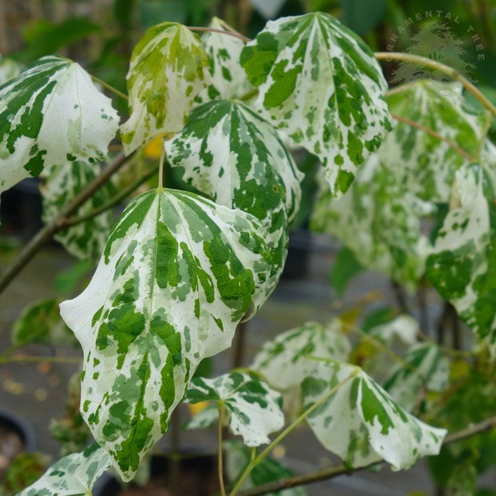 Cercis Canadensis 'alley Cat' Single Stem - View 8 from www redcrocus com