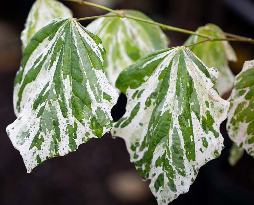 Cercis Canadensis 'alley Cat' Single Stem - View 9 from www redcrocus com