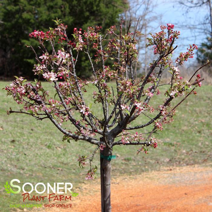 Malus 'coralburst' Tree Form - View 10 from www redcrocus com