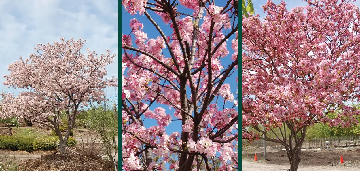 Malus 'coralburst' Tree Form - View 12 from www redcrocus com