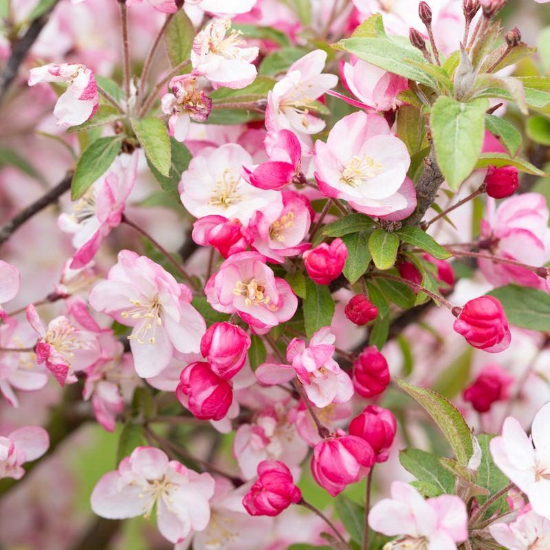 Malus 'coralburst' Tree Form - View 15 from www redcrocus com