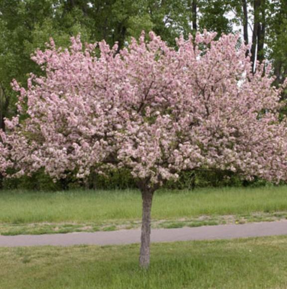 Malus 'coralburst' Tree Form - View 17 from www redcrocus com
