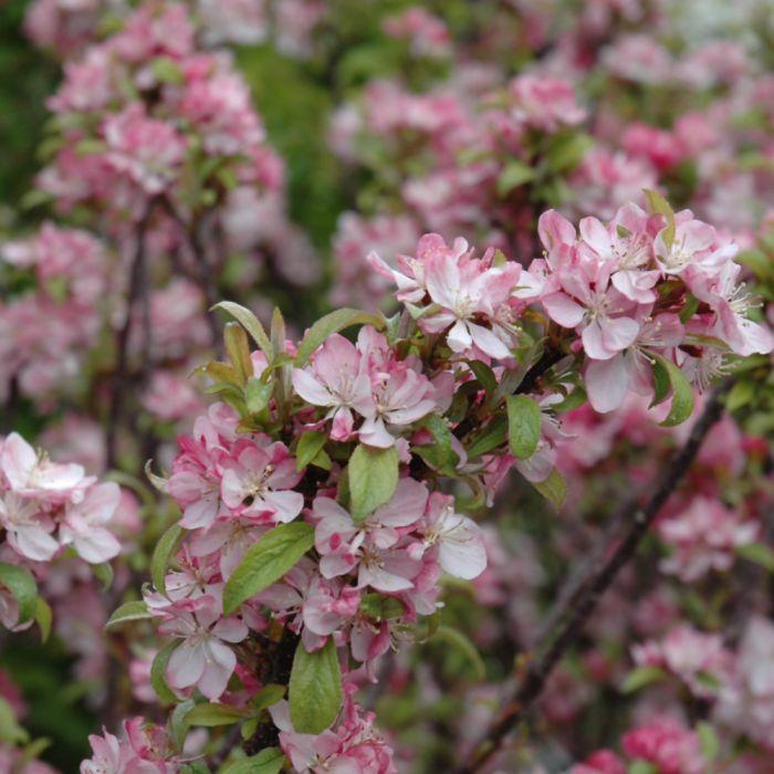 Malus 'coralburst' Tree Form - View 18 from www redcrocus com