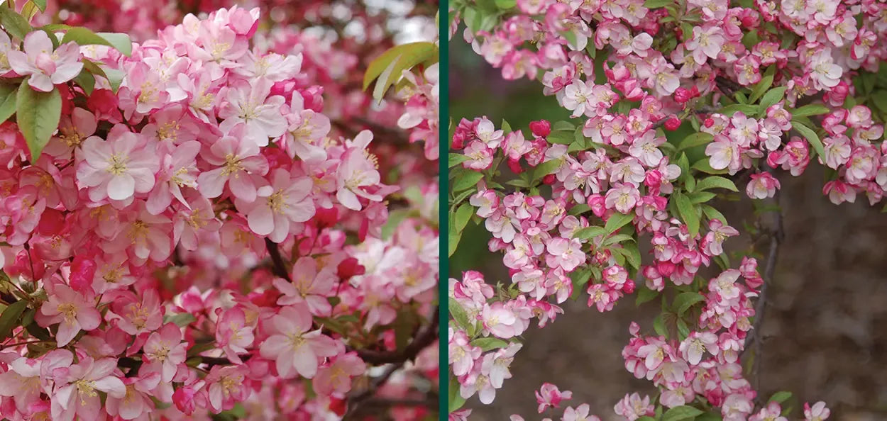 Malus 'coralburst' Tree Form - View 19 from www redcrocus com