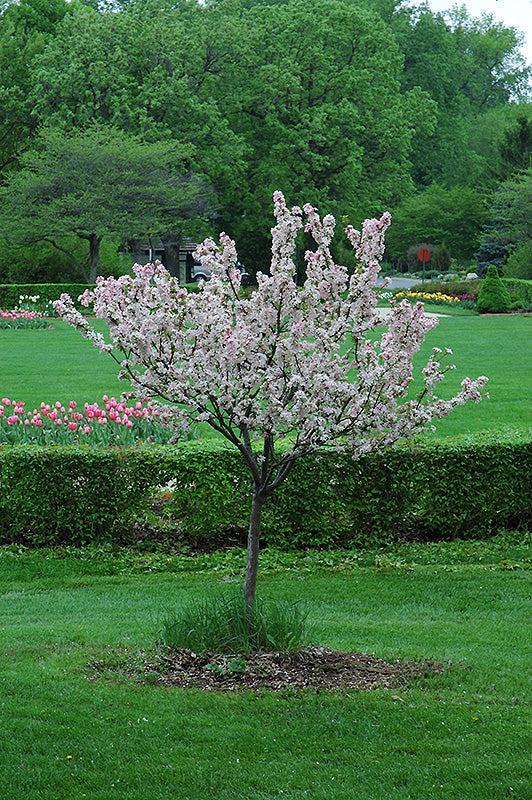 Malus 'coralburst' Tree Form - View 20 from www redcrocus com