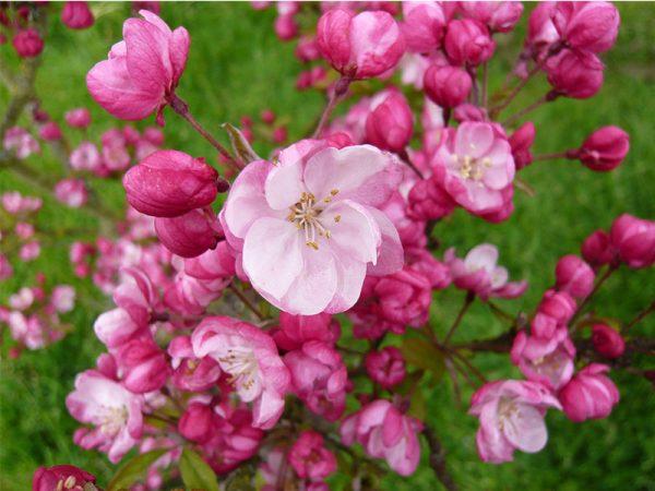 Malus 'coralburst' Tree Form - View 21 from www redcrocus com