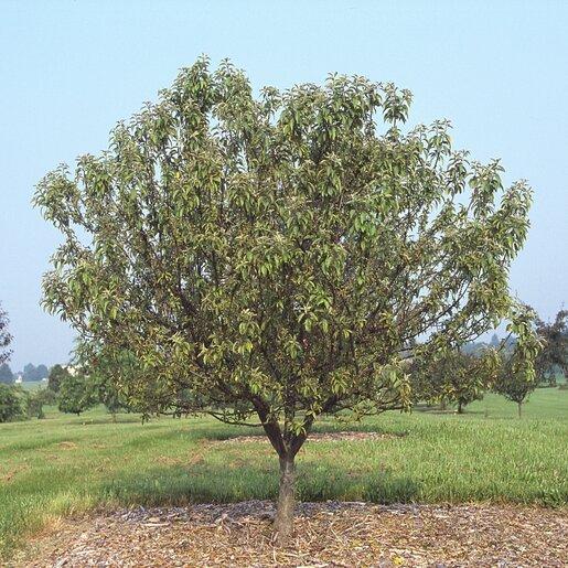 Malus 'coralburst' Tree Form - View 24 from www redcrocus com