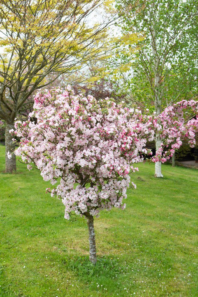 Malus 'coralburst' Tree Form - View 25 from www redcrocus com