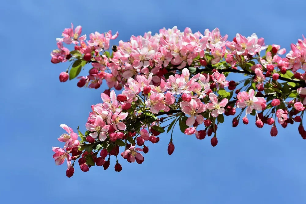 Malus 'coralburst' Tree Form - View 27 from www redcrocus com