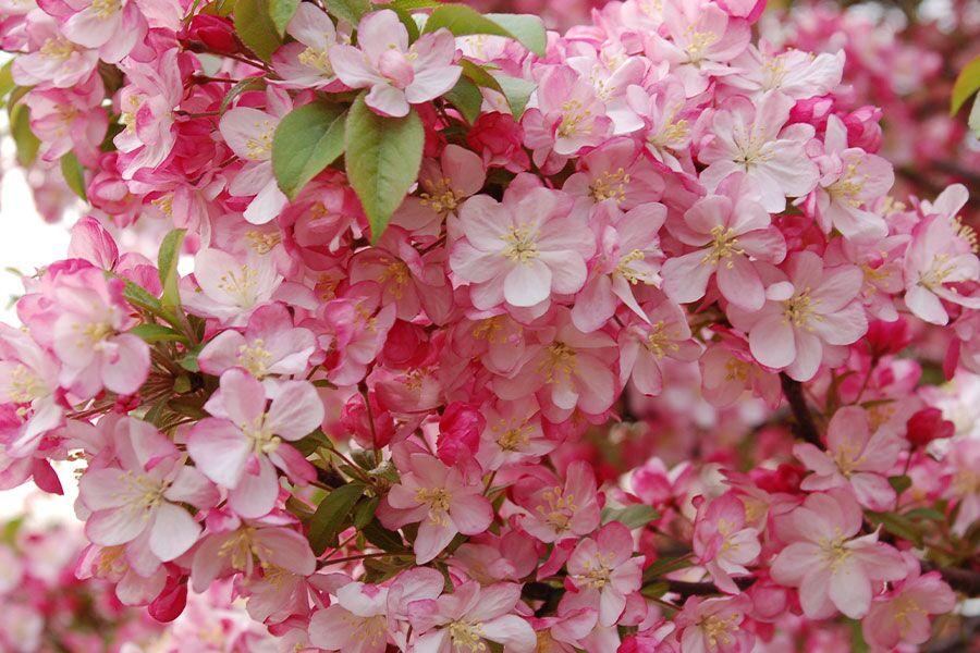Malus 'coralburst' Tree Form - View 2 from www redcrocus com