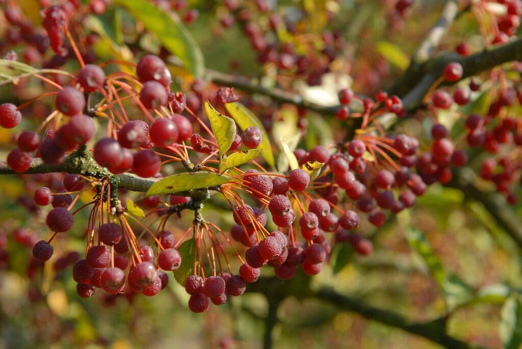 Malus 'coralburst' Tree Form - View 30 from www redcrocus com