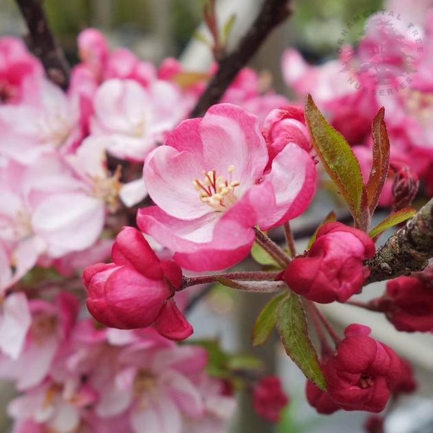 Malus 'coralburst' Tree Form - View 32 from www redcrocus com