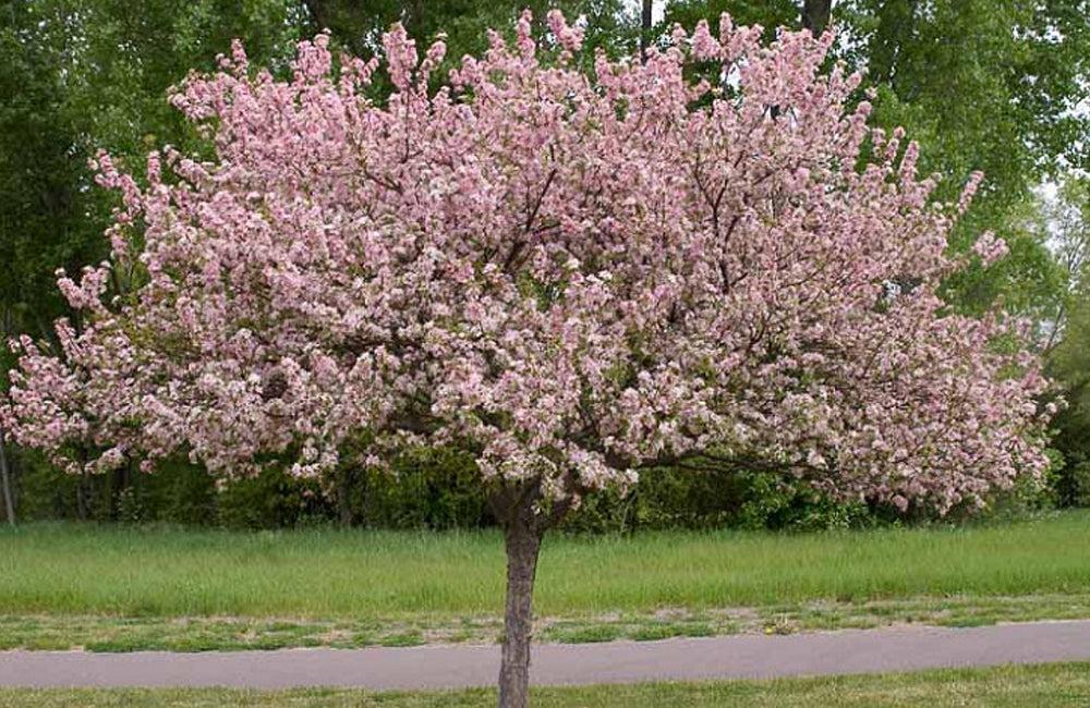 Malus 'coralburst' Tree Form - View 34 from www redcrocus com
