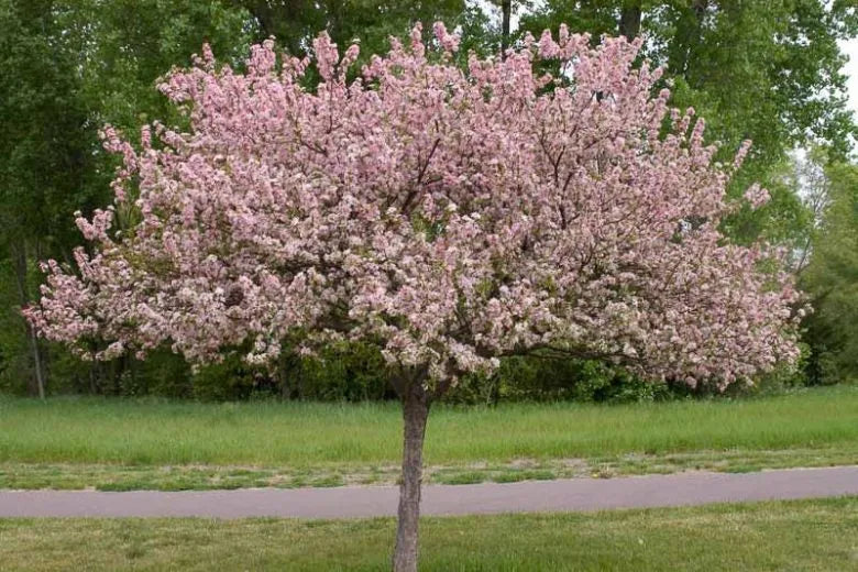 Malus 'coralburst' Tree Form - View 3 from www redcrocus com
