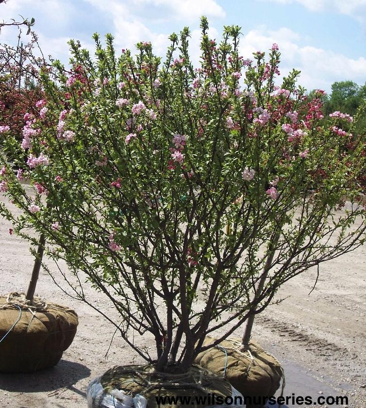 Malus 'coralburst' Tree Form - View 5 from www redcrocus com