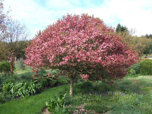 Malus 'coralburst' Tree Form - View 6 from www redcrocus com