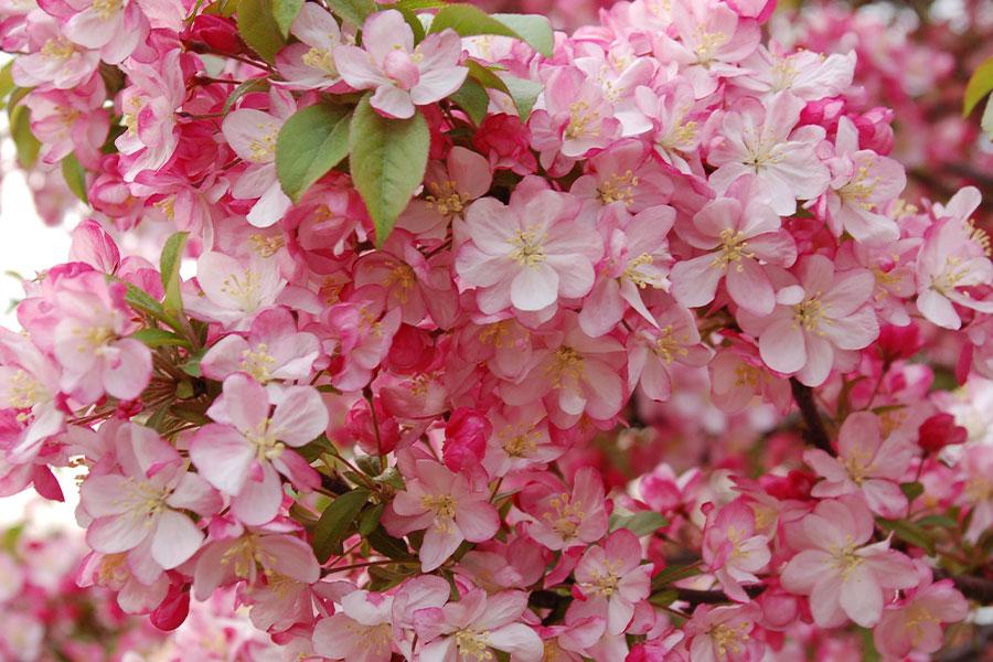 Malus 'coralburst' Tree Form - View 7 from www redcrocus com