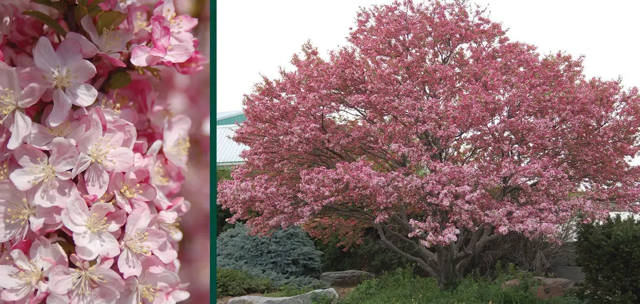 Malus 'coralburst' Tree Form - View 8 from www redcrocus com