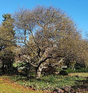 Malus 'coralburst' Tree Form - View 9 from www redcrocus com