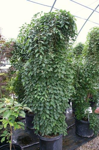 Styrax Japonicus 'fragrant Fountain' - View 10 from www redcrocus com