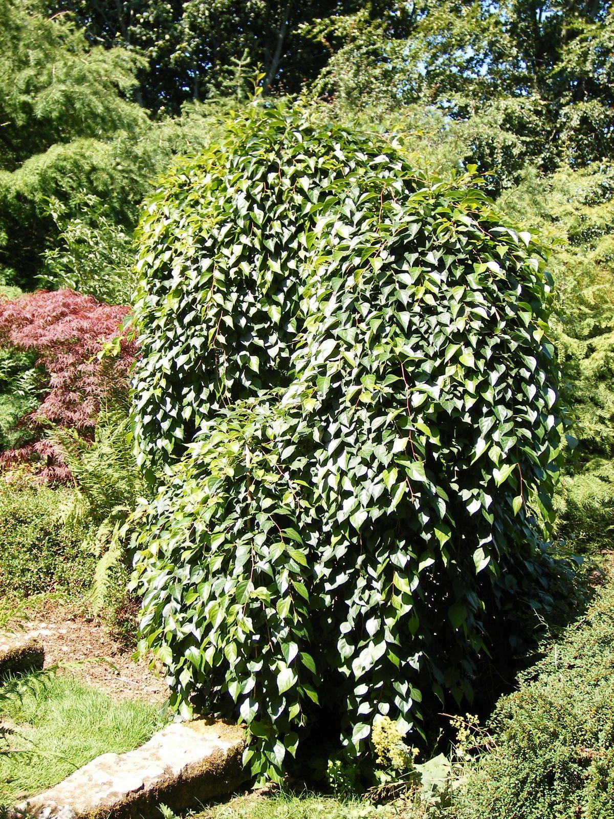 Styrax Japonicus 'fragrant Fountain' - View 18 from www redcrocus com