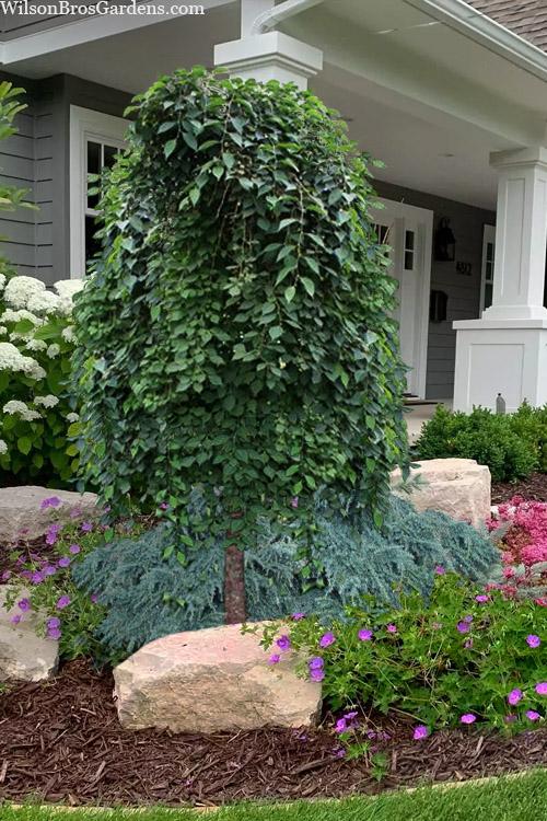 Styrax Japonicus 'fragrant Fountain' - View 19 from www redcrocus com