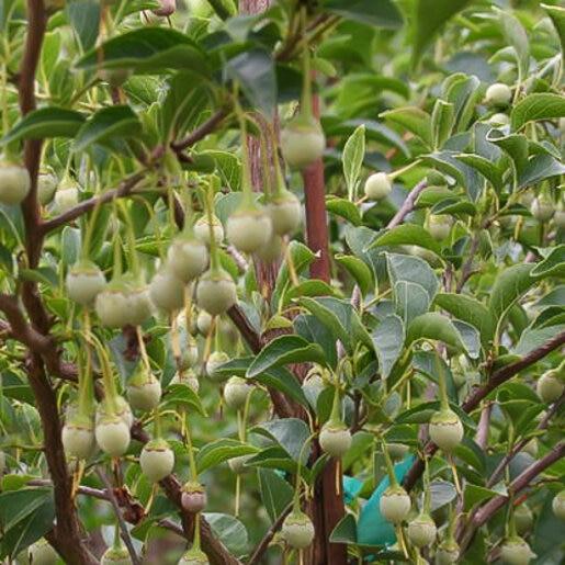 Styrax Japonicus 'fragrant Fountain' - View 21 from www redcrocus com
