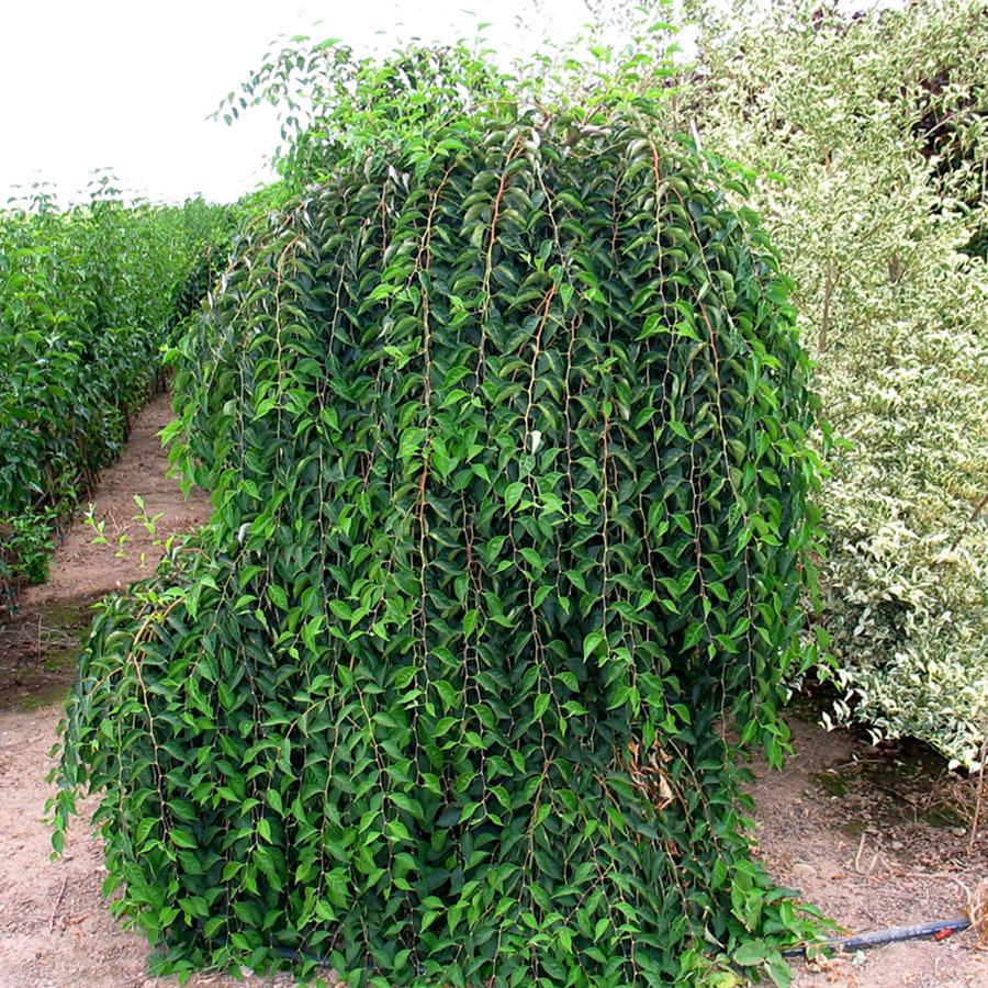 Styrax Japonicus 'fragrant Fountain' - View 2 from www redcrocus com