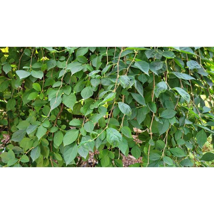 Styrax Japonicus 'fragrant Fountain' - View 31 from www redcrocus com
