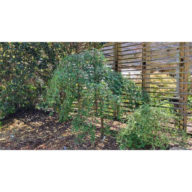 Styrax Japonicus 'fragrant Fountain' - View 33 from www redcrocus com