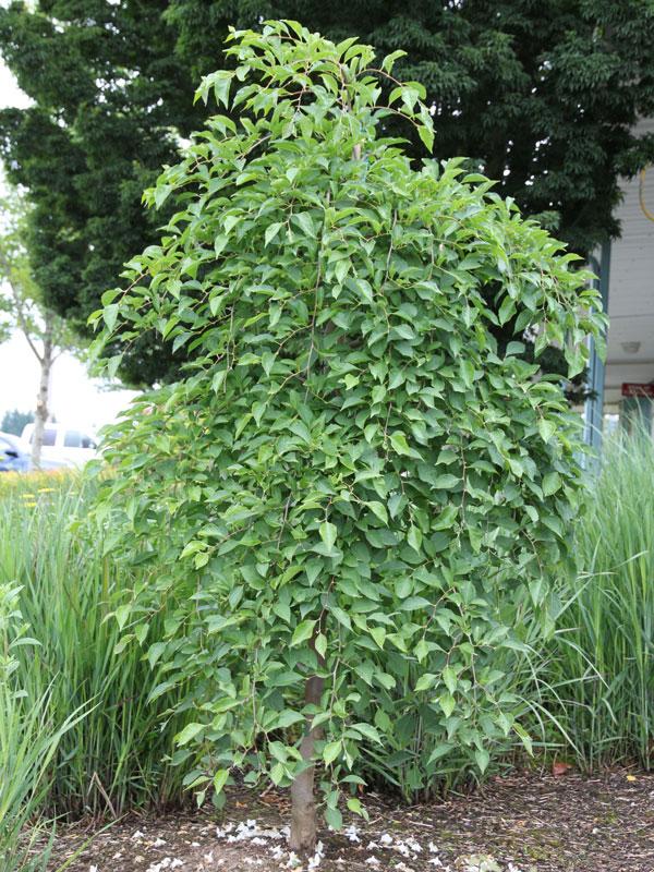 Styrax Japonicus 'fragrant Fountain' - View 3 from www redcrocus com