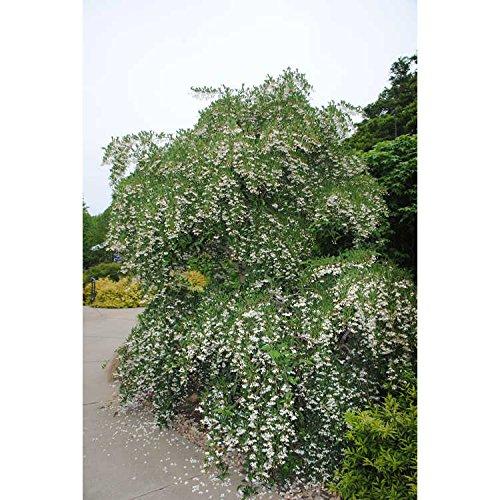Styrax Japonicus 'fragrant Fountain' - View 6 from www redcrocus com