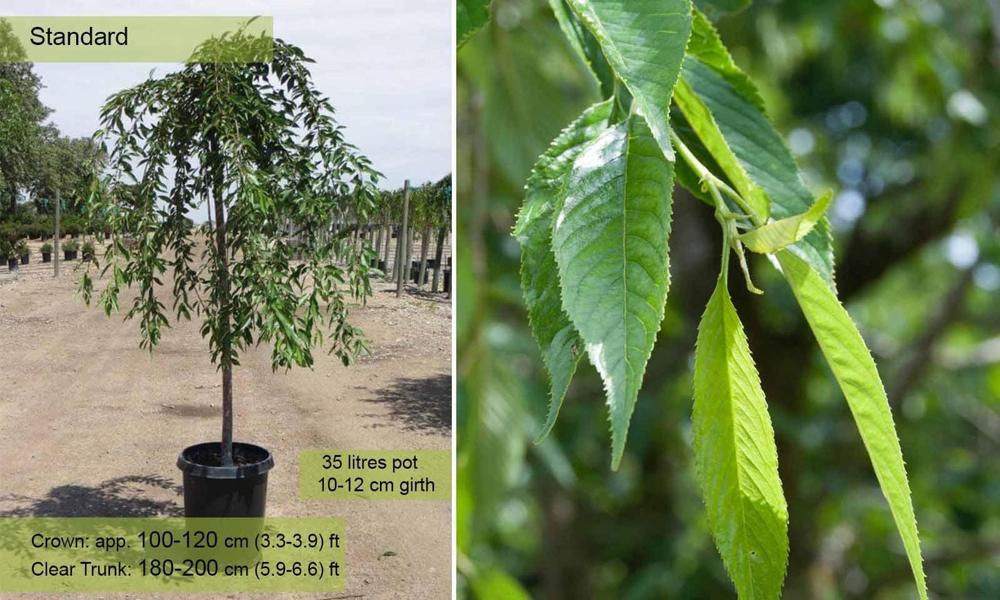Prunus Subhirtella 'pendula Plena Rosea' Single Stem - View 18 from www redcrocus com
