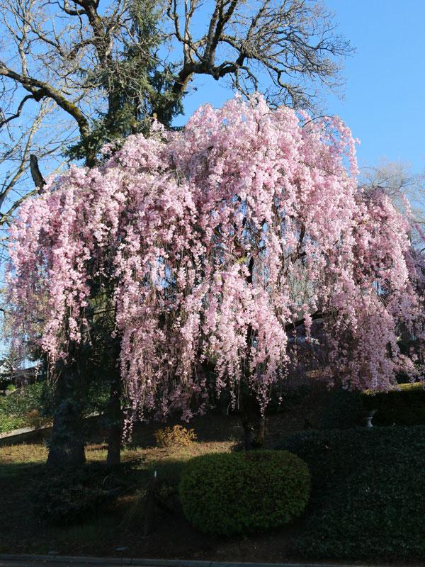 Prunus Subhirtella 'pendula Plena Rosea' Single Stem - View 1 from www redcrocus com