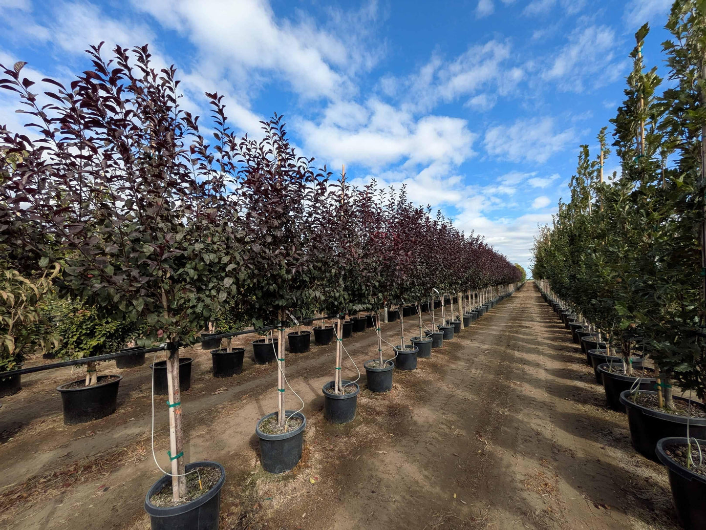 Prunus Subhirtella 'pendula Plena Rosea' Single Stem - View 21 from www redcrocus com