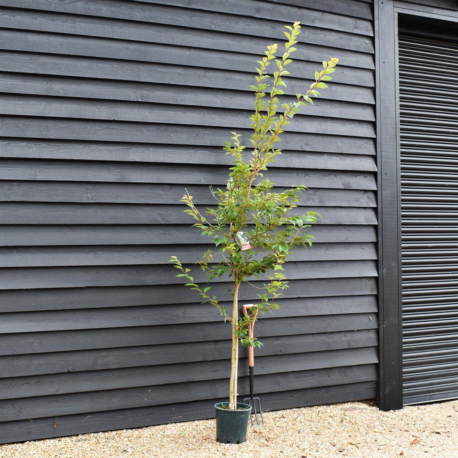 Prunus Subhirtella 'pendula Plena Rosea' Single Stem - View 22 from www redcrocus com