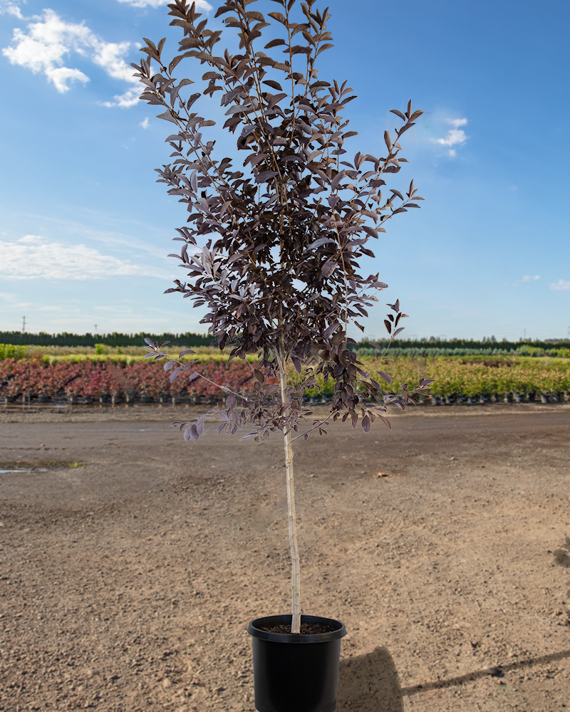 Prunus Subhirtella 'pendula Plena Rosea' Single Stem - View 25 from www redcrocus com
