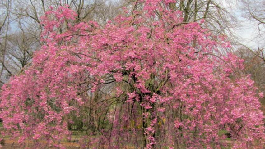 Prunus Subhirtella 'pendula Plena Rosea' Single Stem - View 5 from www redcrocus com