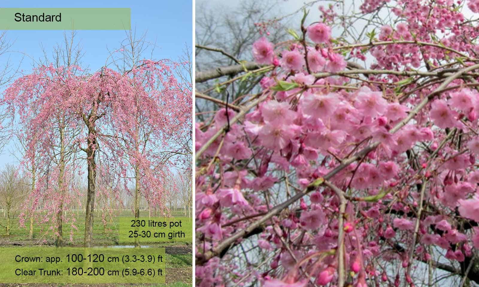 Prunus Subhirtella 'pendula Plena Rosea' Single Stem - View 6 from www redcrocus com