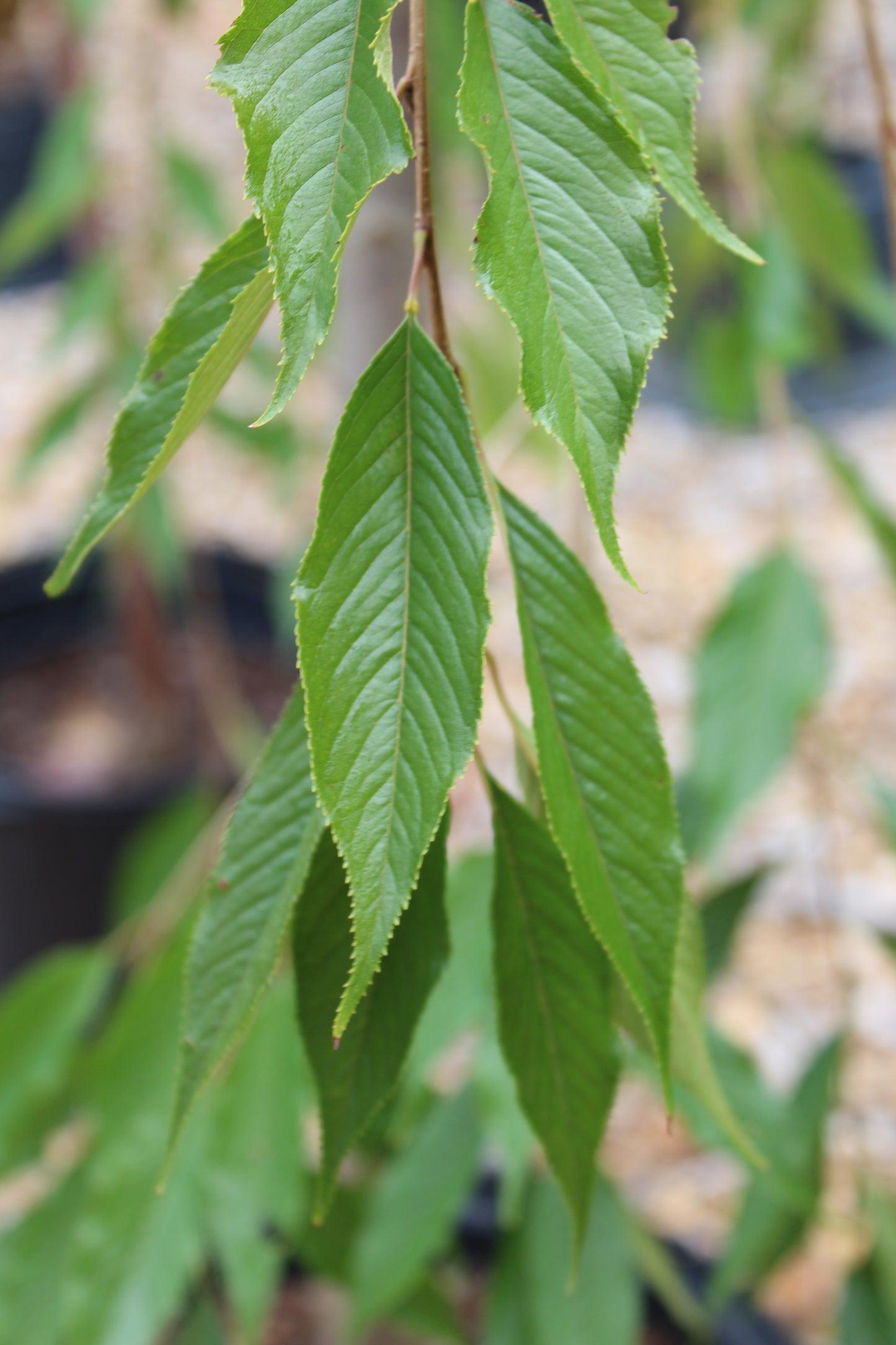 Prunus Subhirtella 'pendula Plena Rosea' Single Stem - View 7 from www redcrocus com
