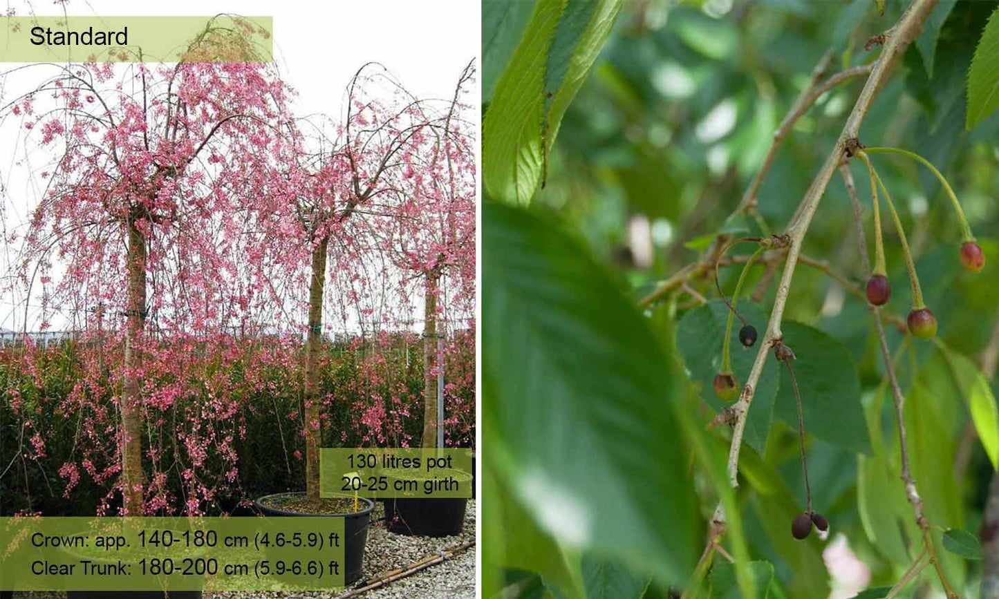 Prunus Subhirtella 'pendula Plena Rosea' Single Stem - View 8 from www redcrocus com