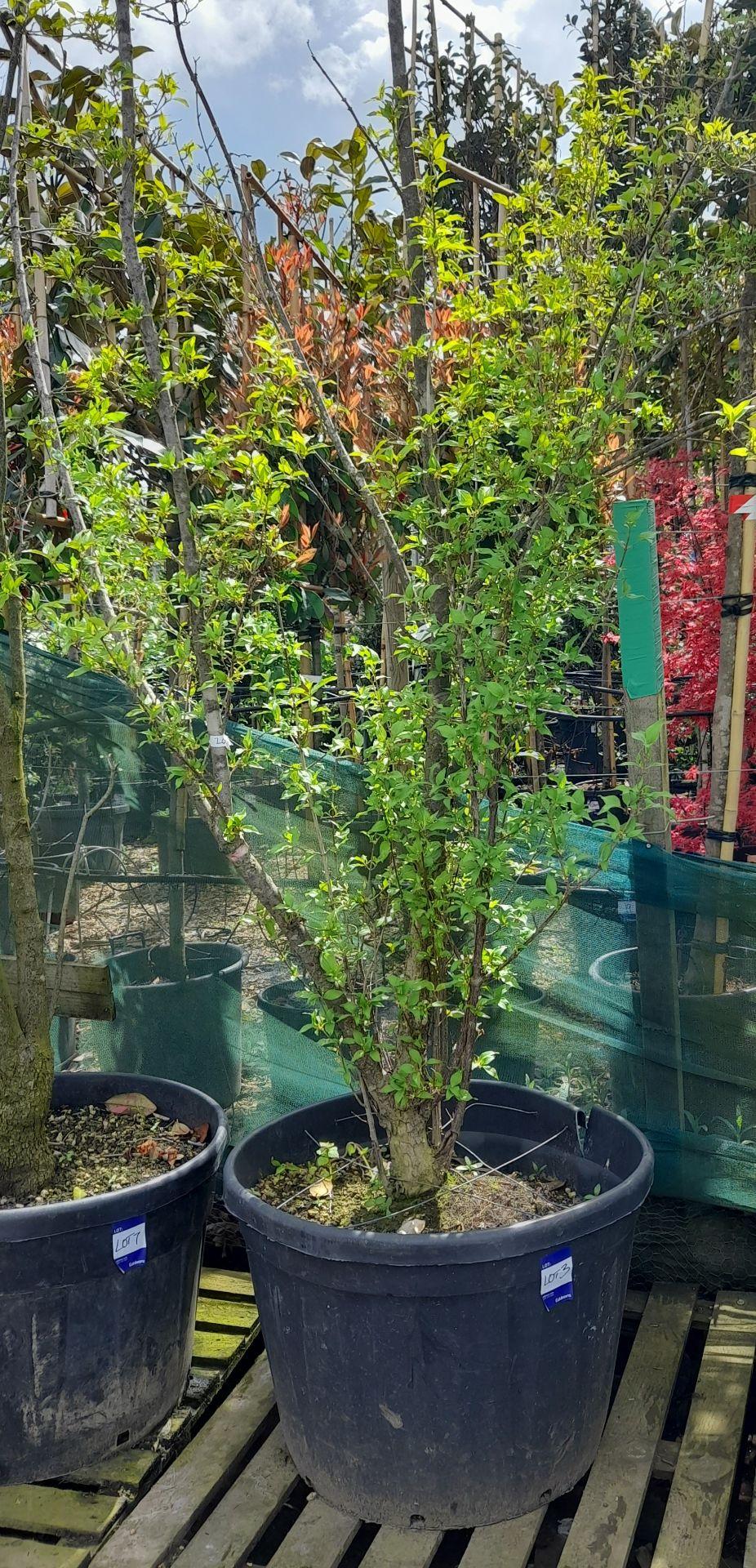 Cornus Mas Multi Stem - View 10 from www redcrocus com
