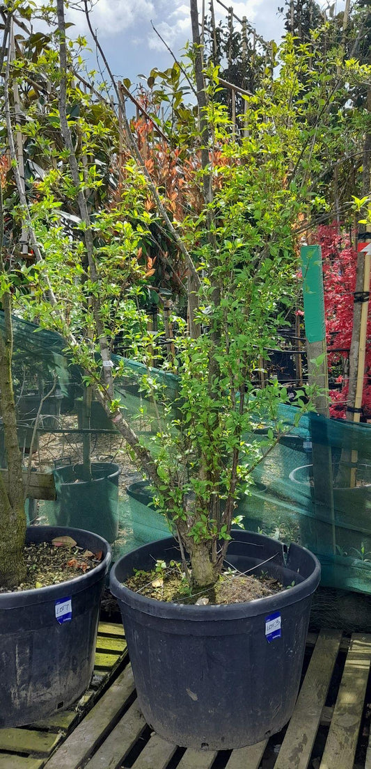 Cornus Mas Multi Stem - View 10 from www redcrocus com