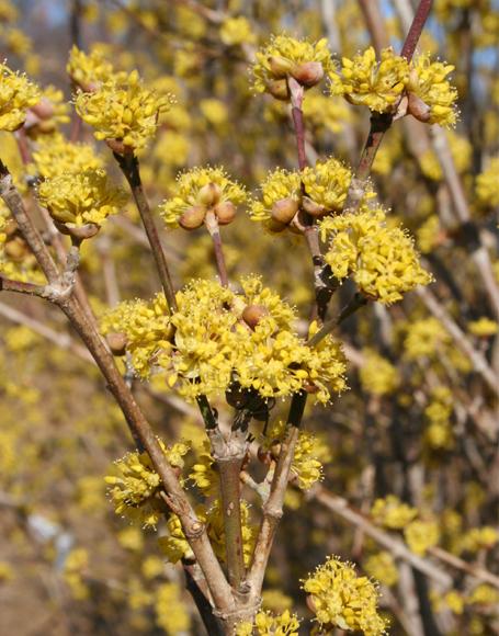 Cornus Mas Multi Stem - View 12 from www redcrocus com
