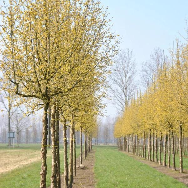 Cornus Mas Multi Stem - View 13 from www redcrocus com